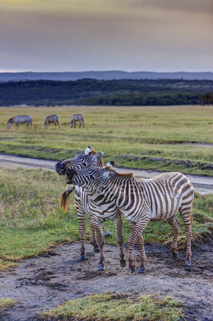 Africa Kenya View Of Burchell S Zebra At Lake Nakuru National Park Animal Themes Animals In The Wild Stock Photo