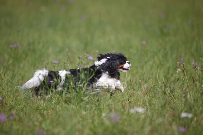 Cavalier King Charles Spaniel running in meadow — Stock Photo