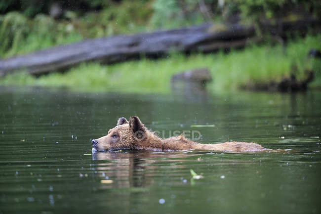 Nuoto femminile grizzly nel lago — Foto stock