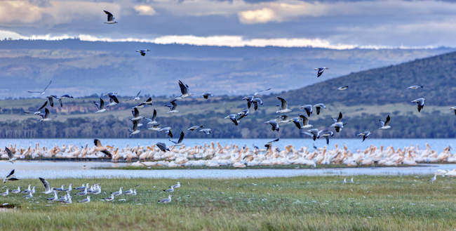 Africa, Kenya, Veduta dei gabbiani dalla testa grigia e dei pellicani bianchi al Parco Nazionale del Lago Nakuru — Foto stock