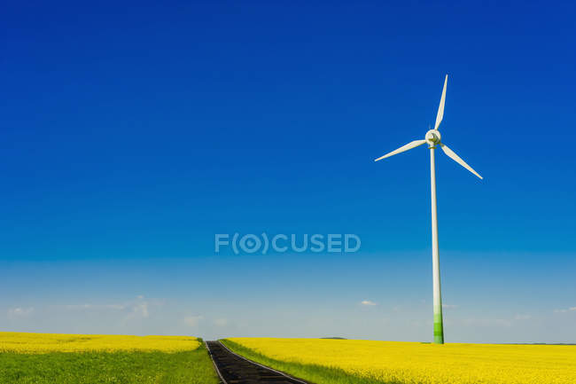 Germany, Saxony, Wind turbine in flowering oilseed rape field — Stock Photo