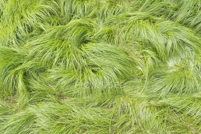 Schweiz, Bildung tiefen Grases — Stockfoto