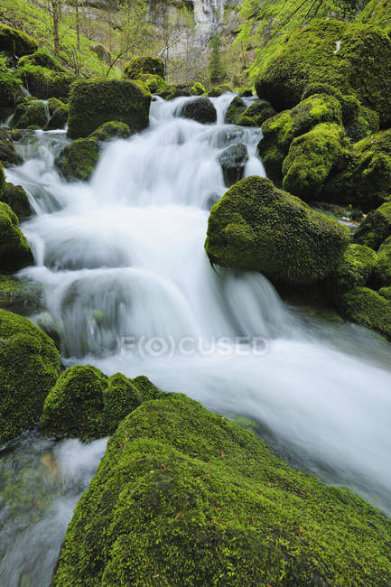 Fogliame primaverile verde vitale lungo il fiume Orbe (Vallorbe). Fiume Orbe, Vallorbe, Giura, Giura, Svizzera, Europa
. — Foto stock
