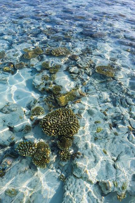 Maledives, North Male Atoll, Aisen, corais em frente a uma ilha — Fotografia de Stock