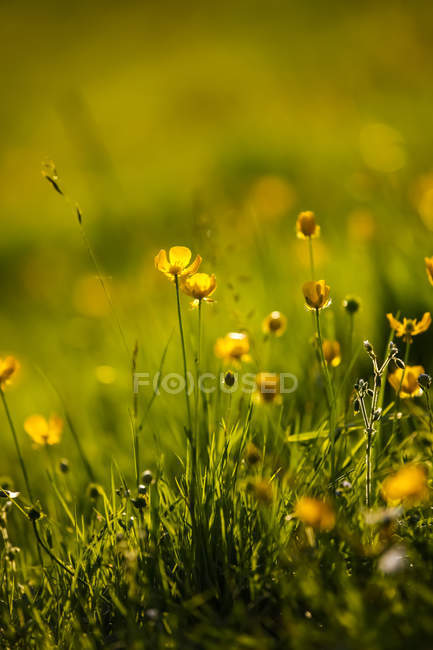 Buttercup flower on blurred background — backdrop, grass - Stock Photo