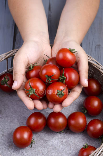 Primer plano de manos humanas sosteniendo tomates rojos - foto de stock