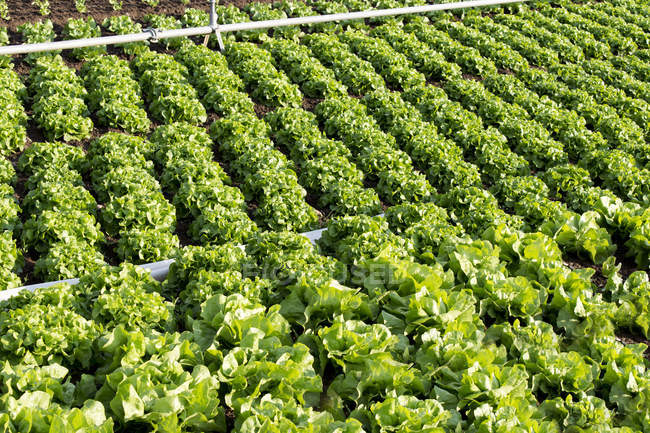 Lattuga campo vegetale con sistema di irrigazione — Foto stock