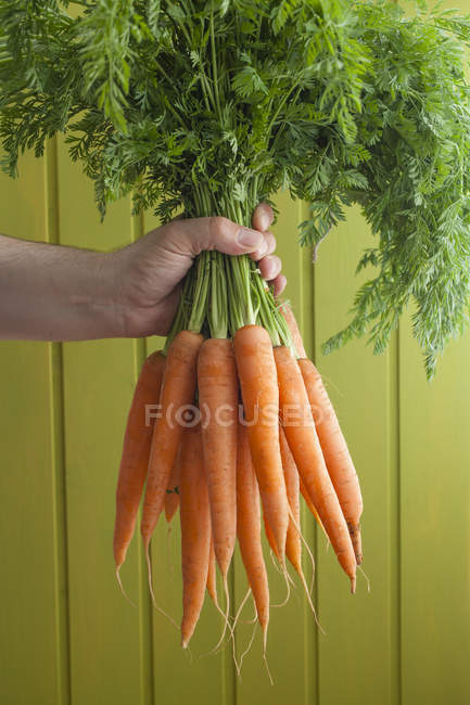 Main humaine tenant des carottes fraîches avec dessus sur fond vert — Photo de stock