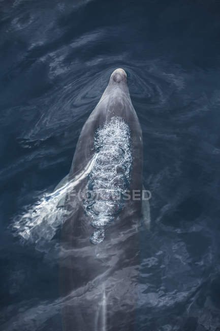 Delfino che nuota in mare, affiorando per respirare — Foto stock