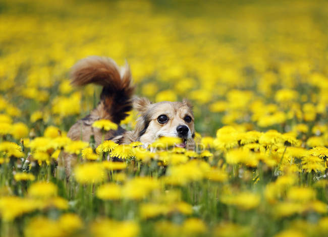 Raza mixta perro corriendo en florecimiento prado - foto de stock