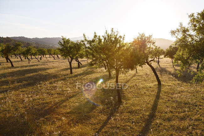 Espanha, Maiorca, árvores frutíferas ao nascer do sol — Fotografia de Stock