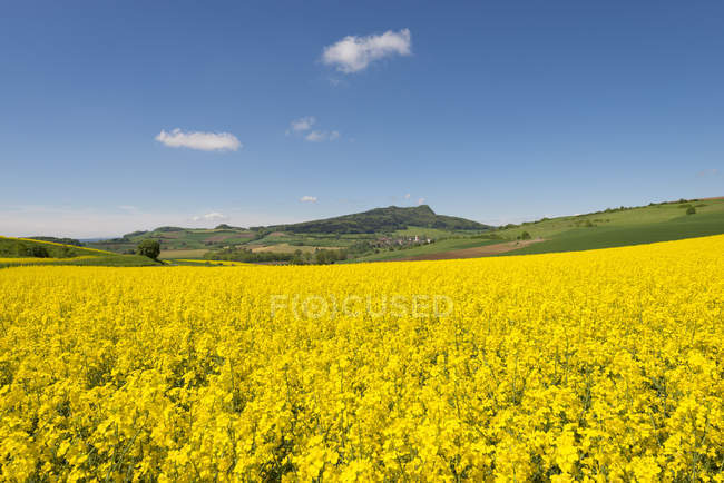 Вид на поле желтого рапса в дневное время — стоковое фото