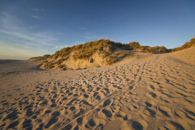 Olanda, Mare del Nord, costa con dune in serata — Foto stock