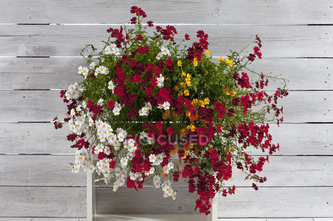 Nemesia flowers in box on painted wooden table, close up — Stock Photo