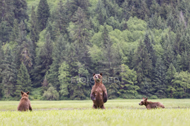 Feminino grizzly com crianças no lago, Khutzeymateen Grizzly Bear Sanctuary, Canadá — Fotografia de Stock