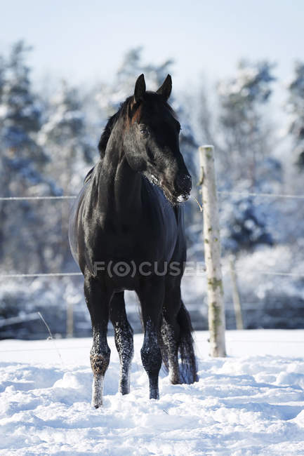 Germany, Baden-Wuerttemberg, Black horse standing in snow front view —  animal husbandry, domestic - Stock Photo | #181869816