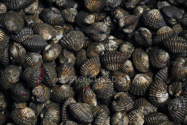 Thailand, Ratchaburi, Damnoen Saduak Floating Market, river mussels — Stock Photo