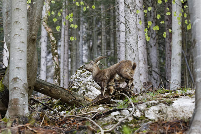 Austria, Styria, Alpine ibex in Gesaeuse National Park — single animal,  Animal Themes - Stock Photo | #181870394