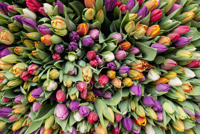 Close up of Blossoms of tulips, full frame — Stock Photo