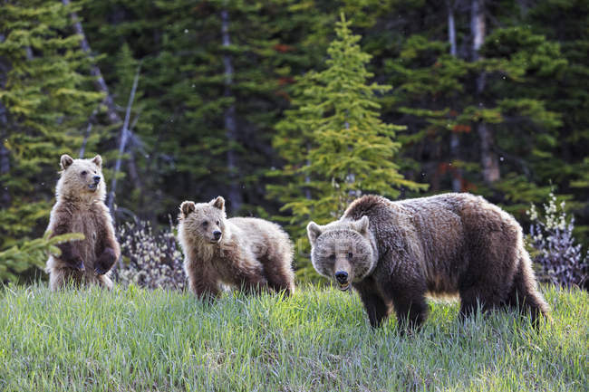 Grizzlybärenfamilie, Mutter mit Jungtieren, die im Jaspis- und Banff-Nationalpark spazieren gehen, Alberta, Kanada — Stockfoto