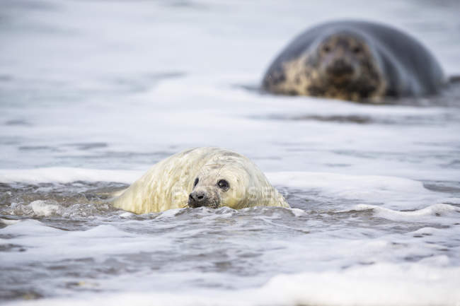 Foca grigia adulta e cucciolo di foca grigia sulla spiaggia di giorno, Duene Island, Helgoland, Germania — Foto stock