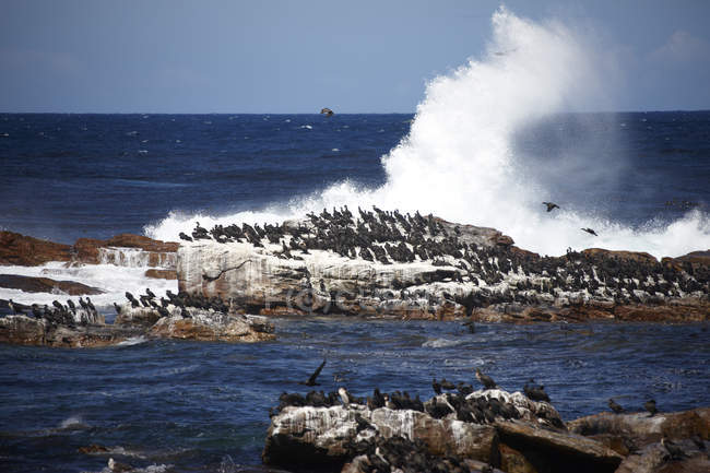 Sudáfrica, Cabo de Buena Esperanza, Cormoranes del Cabo sentados en la roca - foto de stock