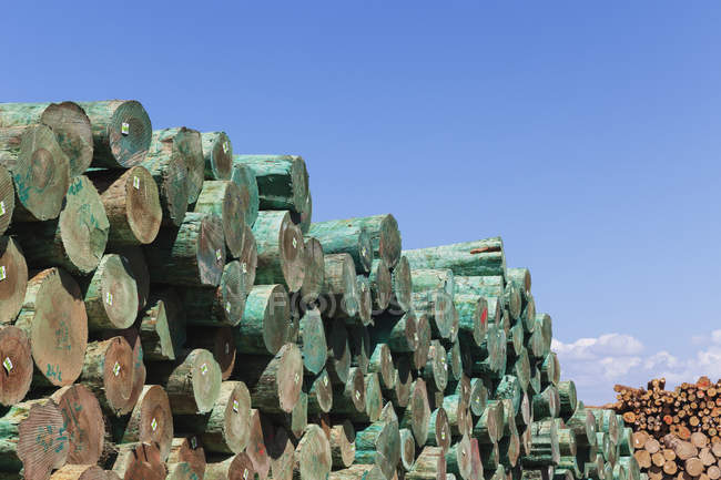 Industrie du bois, Stockage pour expédition avec pin monterey — Photo de stock