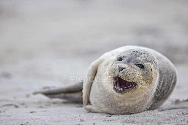 Retrato de cachorro de foca gris tirado en la playa durante el día, Isla Duene, Helgoland, Schleswig-Holstein, Alemania - foto de stock