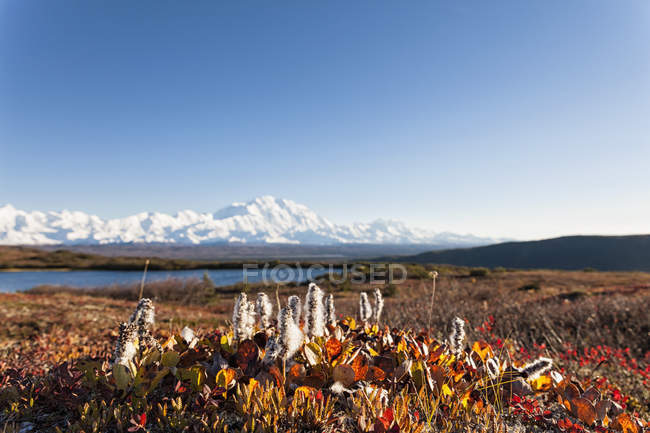 Paesaggio autunnale con montagne sullo sfondo con il Monte Mckinley al Denali National Park, Alaska, Stati Uniti — Foto stock