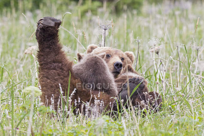 Orso bruno madre nutrire cuccioli di orso in erba verde con fiori a Lake Clark National Park and Preserve, Alaska, Stati Uniti d'America — Foto stock