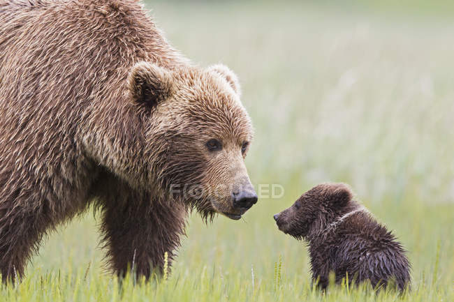 Female Brown Bear With Cub In Lake Clark National Park And Preserve Alaska Usa Animals In The Wild Mammal Stock Photo