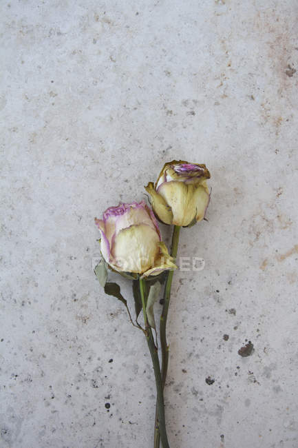 Two withered rose on grey slab — Stock Photo