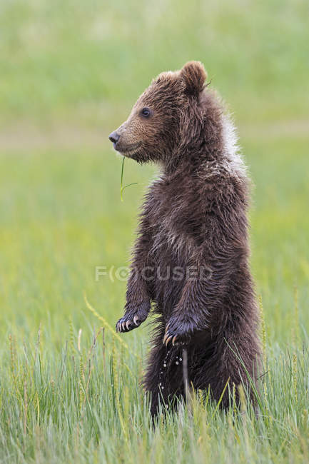 Brown bear cub - Stock Photos, Royalty Free Images | Focused