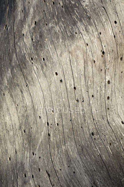 Alemania, Baden-Wuerttemberg, tronco de pino muerto - foto de stock