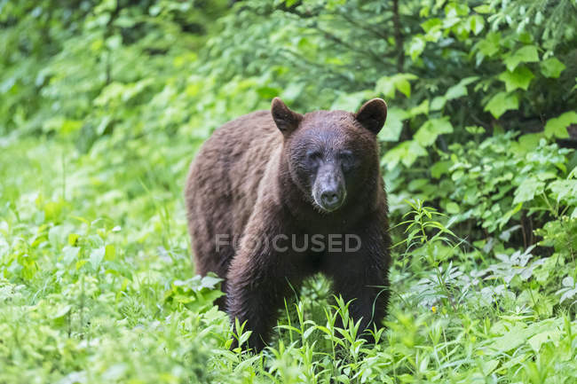 Американский черный медведь Урсус американус, в естественной среде обитания — стоковое фото