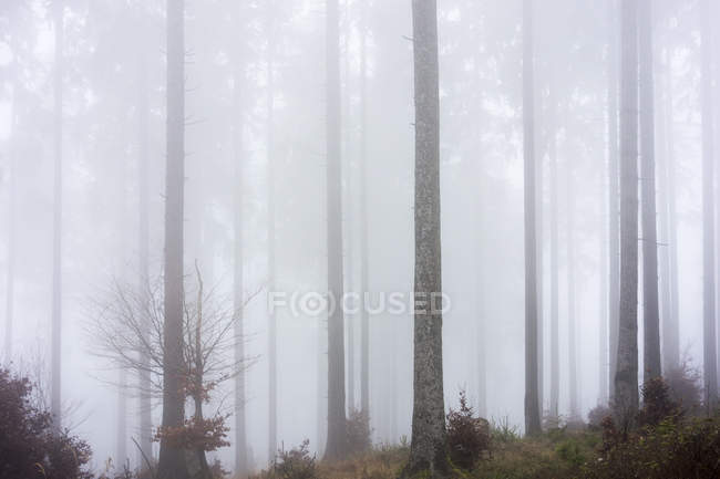 Germania, Assia, nebbia nel parco naturale Taunus — Foto stock