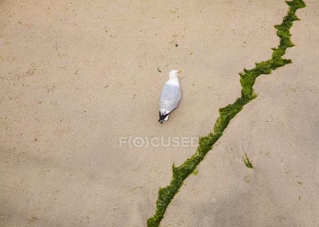 Gabbiano e linea di attracco sulla sabbia con bassa marea, vista elevata — Foto stock