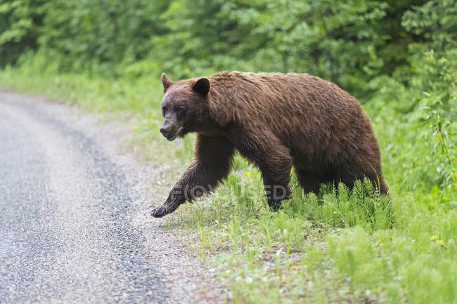 Американский черный медведь (Ursus americanus cinnamomum) переходит дорогу — стоковое фото