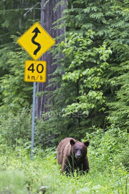 Orso nero americano in piedi al semaforo stradale di giorno, Wells Gray Provincial Park, Columbia Britannica, Canada — Foto stock