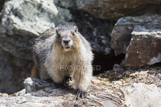 Canadá, Columbia Británica, Yoho Nationalpark, Hoary marmot (Marmota caligata ) - foto de stock