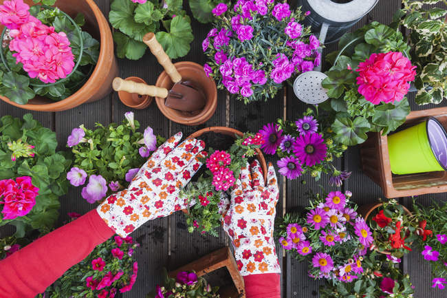 Jardinage, différentes fleurs de printemps et d'été, boîte à fleurs et outils de jardinage, mise en pot — Photo de stock