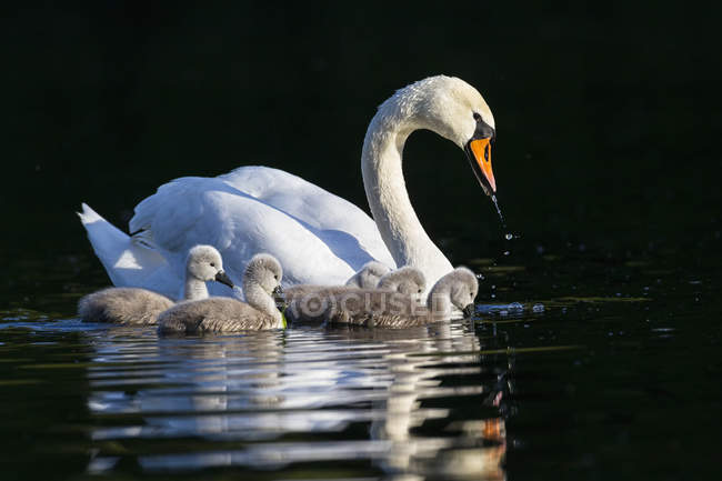 Europe, Allemagne, Bavière, Cygne avec des poussins nageant dans l'eau — Photo de stock