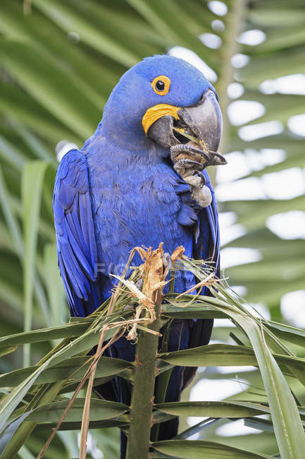 Brazil, Mato Grosso, Mato Grosso do Sul, Pantanal, hyazinth macaw (Anodorhynchus hyacinthinus) parrot sitting on palm eating seeds — Stock Photo