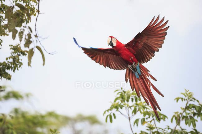Brasile, Mato Grosso, Mato Grosso do Sul, Bonito, Buraco di Araras, pappagallo scarlatto volante (Ara macao) — Foto stock