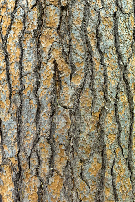 Vista da casca da árvore, close-up — Fotografia de Stock