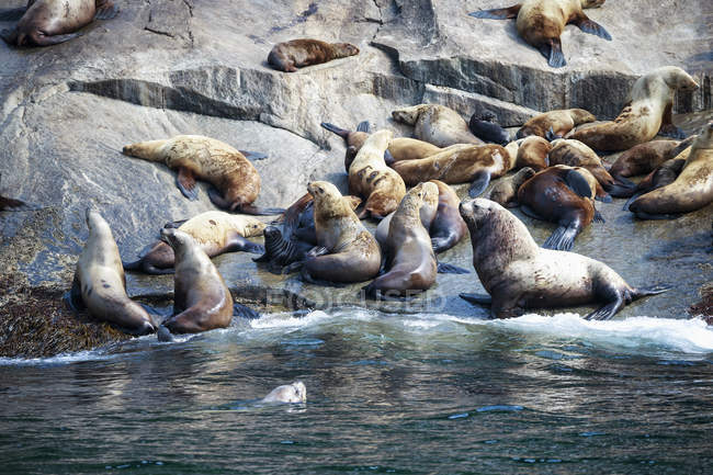 Usa, alaska, seward, resurrection bay, group of steller sea lion (eumetopias jubatus) liegend auf einem Felsen — Stockfoto