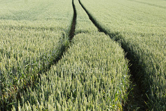 Німеччина, сліди шин в пшеничному полі — стокове фото
