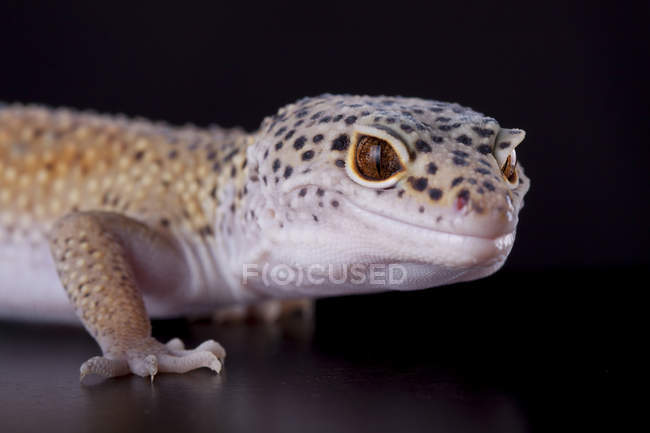 Portrait d'un gecko léopard sur fond noir — Photo de stock