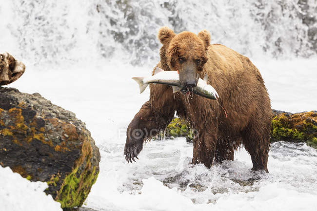 Бурый медведь с пойманным лососем в Брукс-Фолс, Национальный парк Катмай, Аляска, США — стоковое фото