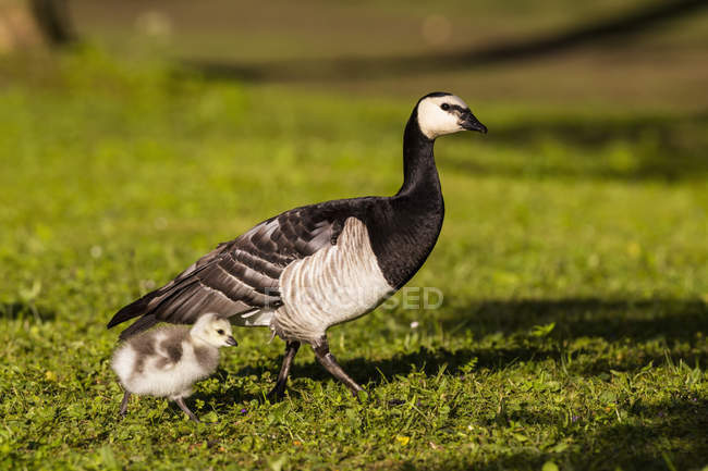 Germany, Bavaria, Barnacle goose with chick on grass — Stock Photo